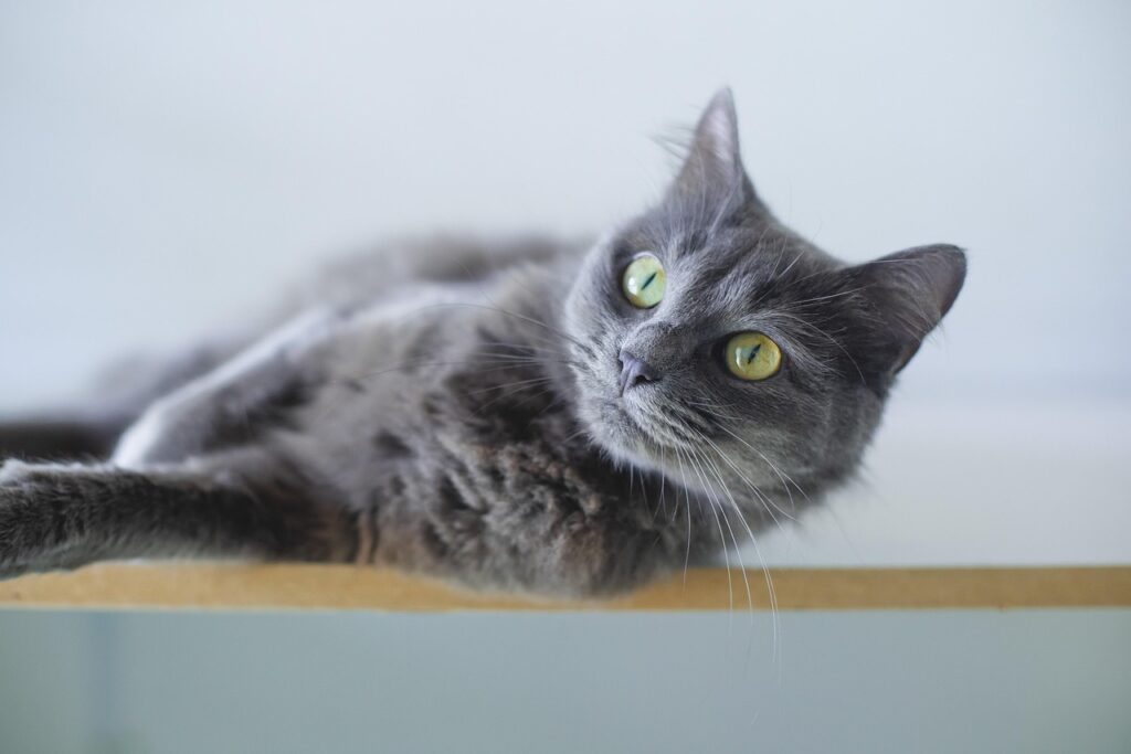 cat, grey cat, nature, animal, feline, pet