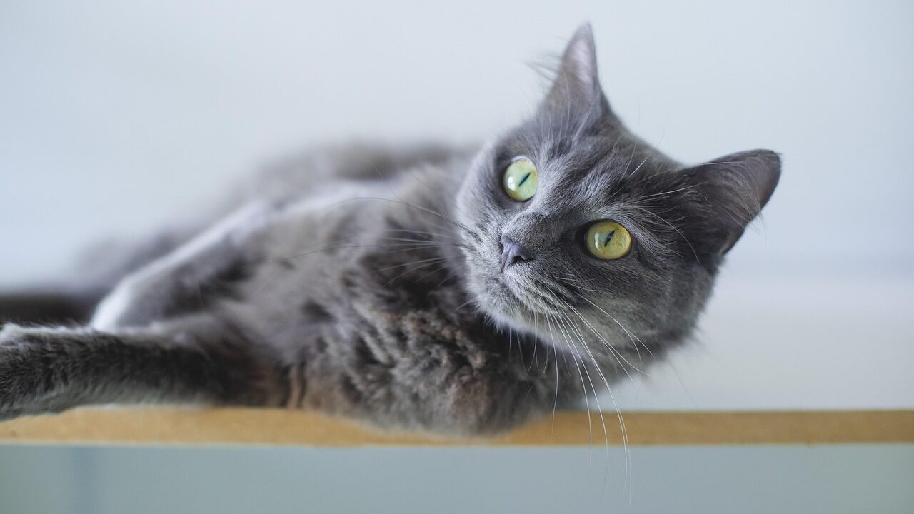 cat, grey cat, nature, animal, feline, pet